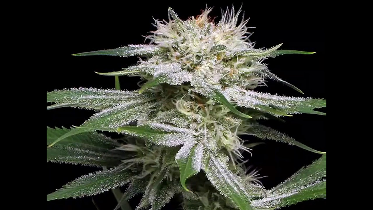 Mystery Haze Cola Zoom