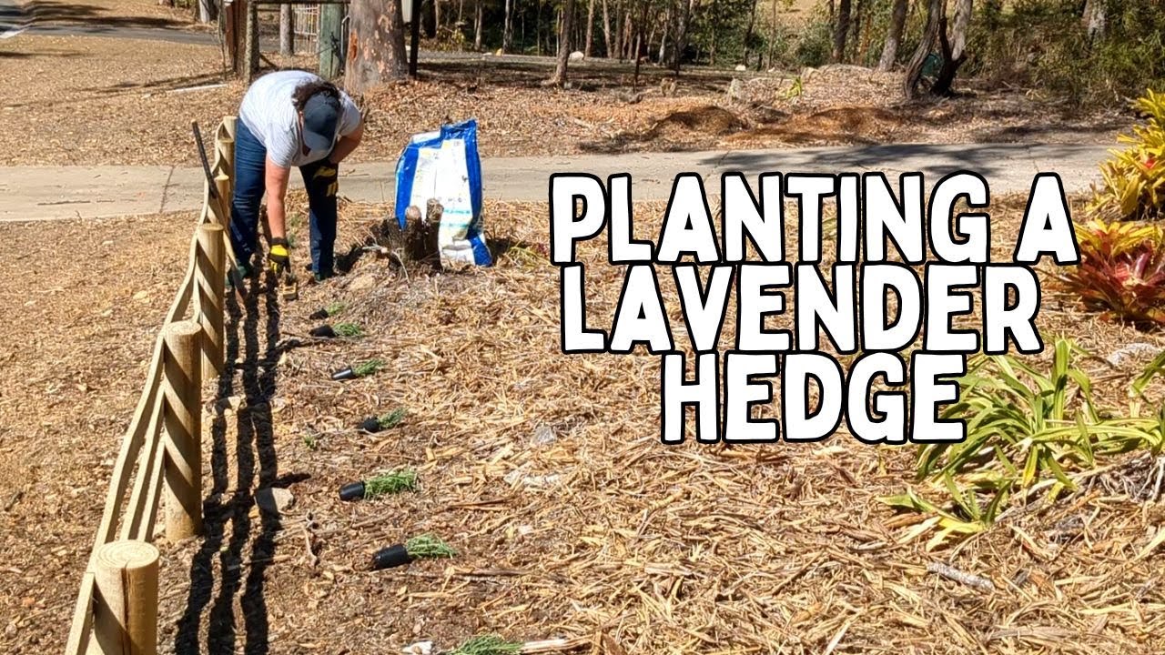 Planting a lavender hedge and another spring harvest