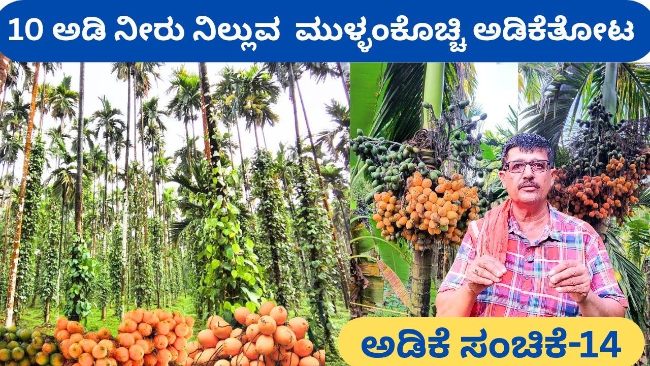 ಈ ಅಡಿಕೆ ತೋಟದ ನಿರ್ವಹಣೆಯ ವಿಧಾನ ಅದ್ಭುತ‼️ಕೃಷಿ ಸವಾಲಿಗಿಂತ ಪರಿಹಾರಕ್ಕೆ ಹೆಚ್ಚುಕೆಲಸ ಮಾಡಬೇಕು ಅರವಿಂದಭಟ್ ಅಲಂಗಾರು 
