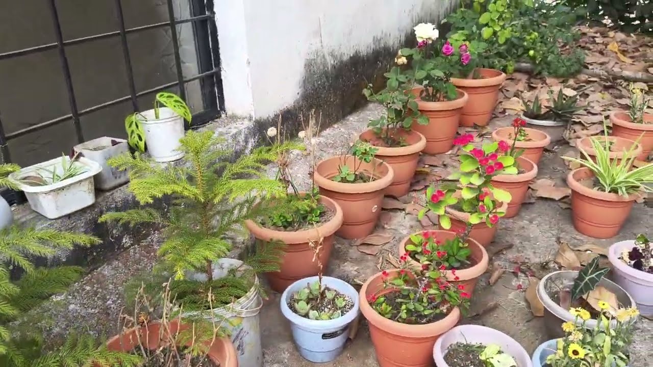 Mere ghar ki baag,baghicha #youtubeshorts #shortvideo #shortsfeed #love 