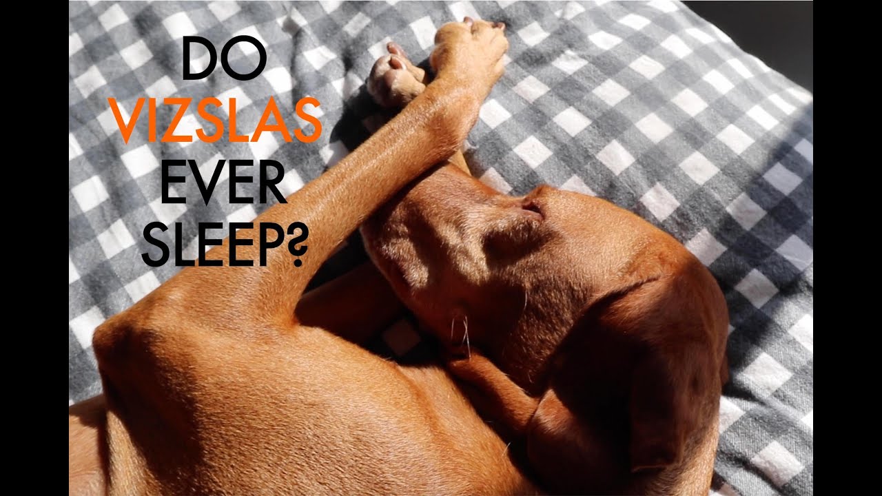 Do Vizslas Ever Sleep? | Video 126