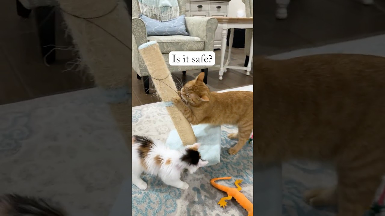 Product Review &mdash; Cat Dancer