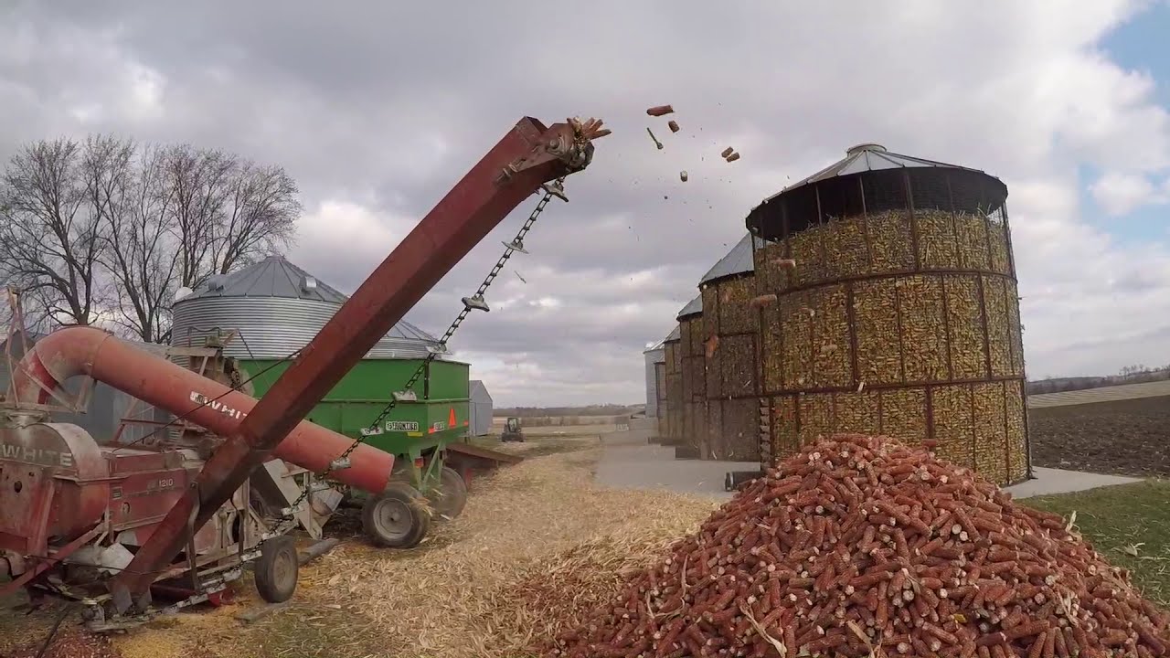 Shelling cob corn with a white 1210 corn Sheller from the 70s  Loading cob corn with a skid steer