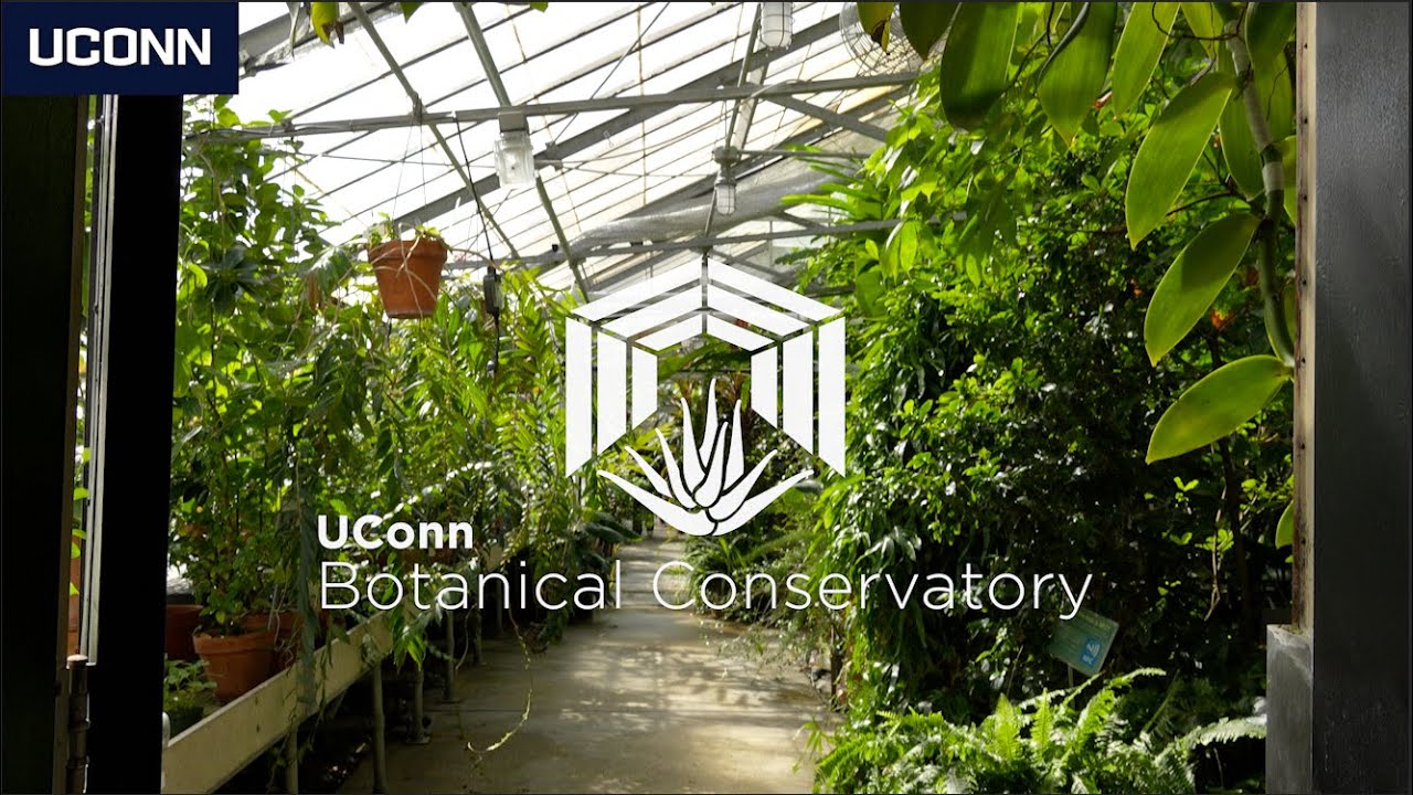 Welcome to the UConn Botanical Conservatory