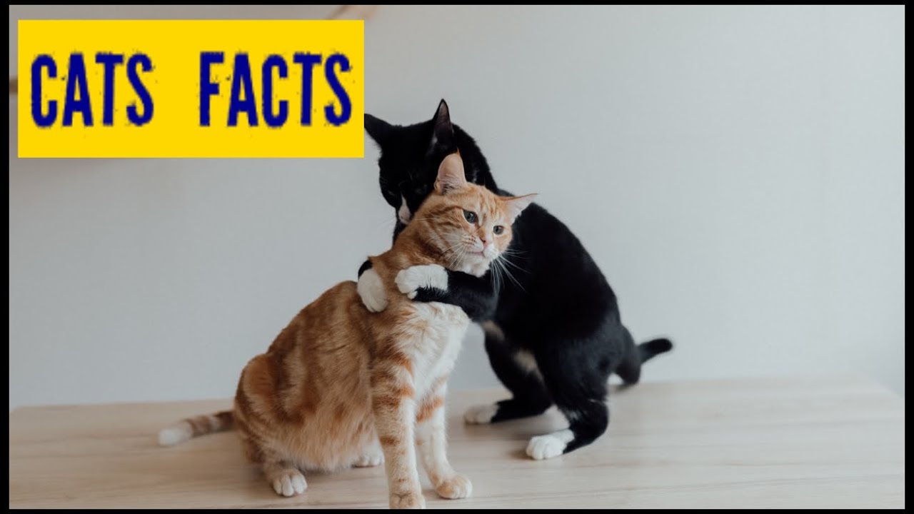 10 Interesting facts about cats... That you didn't know