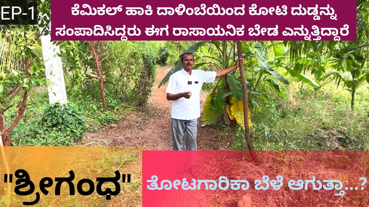ಹತ್ತು ಎಕರೆಯಲ್ಲಿ ಮೂರು ಸಾವಿರ ಶ್ರೀಗಂಧದ ಮರ... ಇಷ್ಟು ದೊಡ್ಡ ಪ್ರಮಾಣದಲ್ಲಿ ಶ್ರೀಗಂಧದ ಮರಗಳು...!