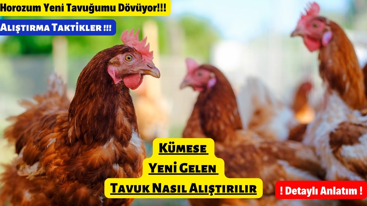 Kümese Yeni Gelen Tavuk Nasıl Alıştırılır ?