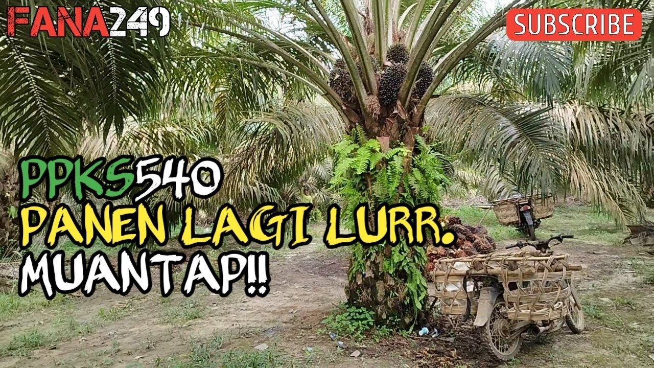 PPKS 540!! panen lagi hasil menjanjikan.