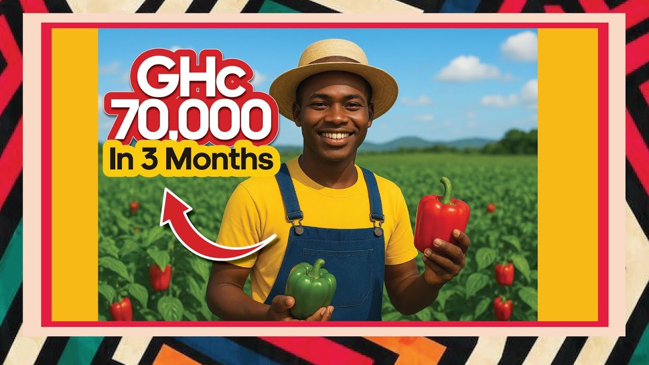 From Campus to Farm: How One Graduate Made GHS70,000 in Just 3 Months with Bell Peppers farming 