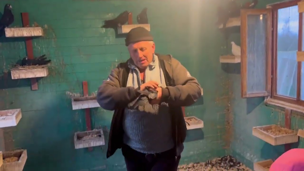 Мои.племенные.рябоголовые.голуби.на.2026.год.продажа.т.8.930.411.10.33.