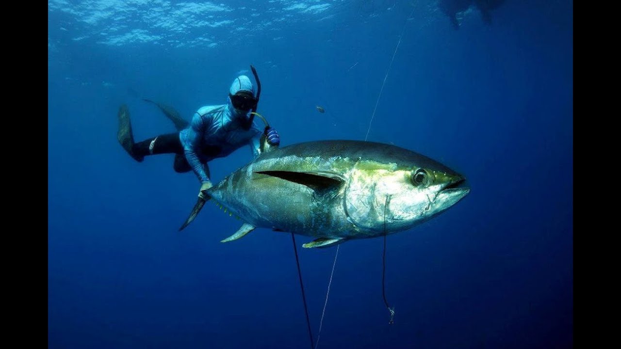 Spearfishing in the south atlantic - Ascension Island Trip HD - deepbluesub.com