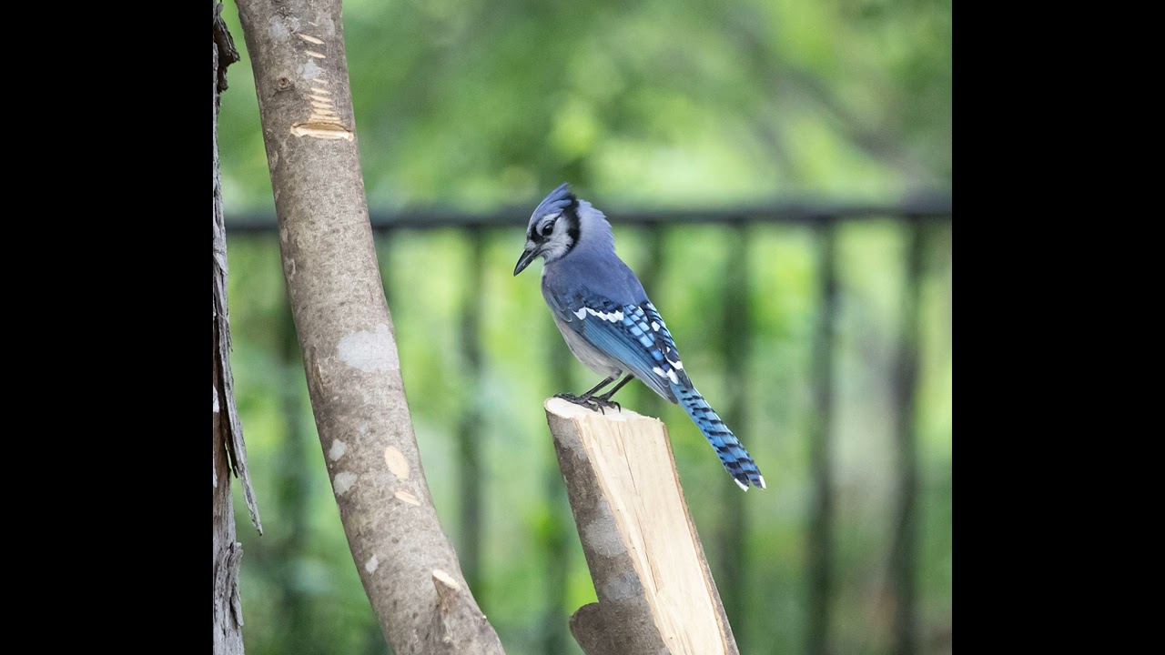 Lonely Blue Jay Singing Sounds - 1 Hour (Bird Attracting, Ambient, White-noise, ASMR, Meditation)