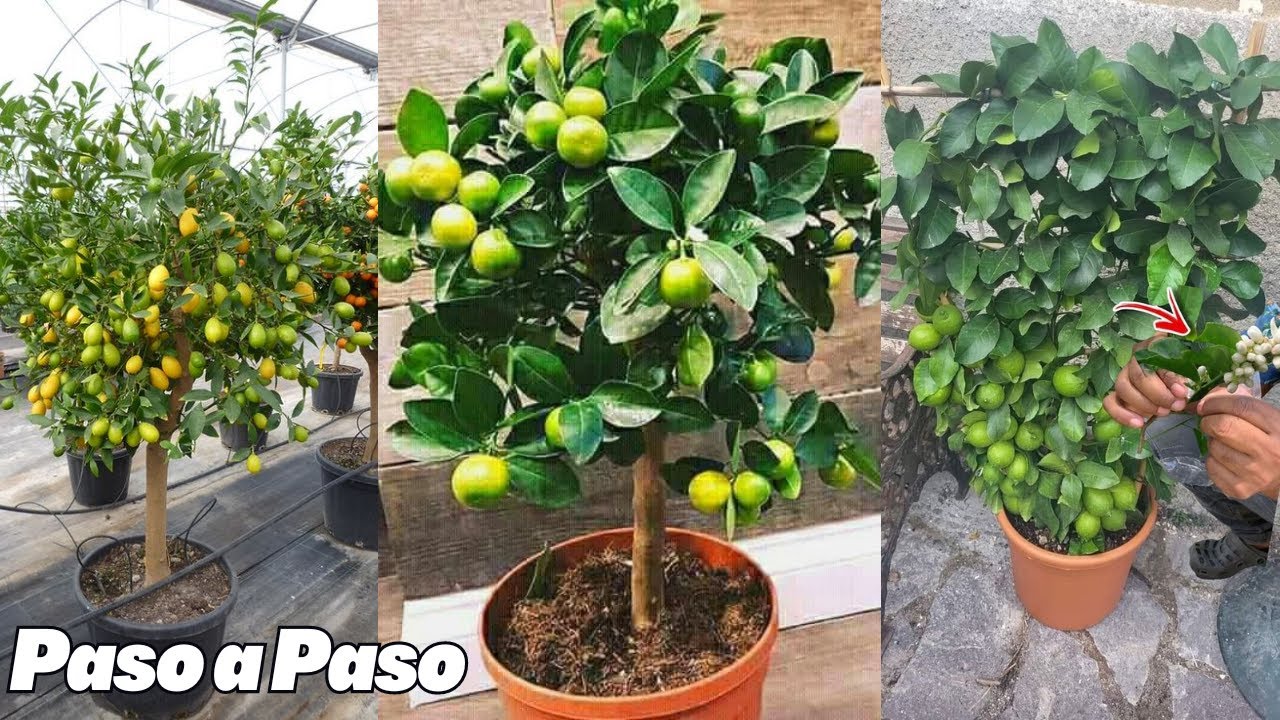 Así se hacen los árboles enanos con frutos en maceta paso a paso