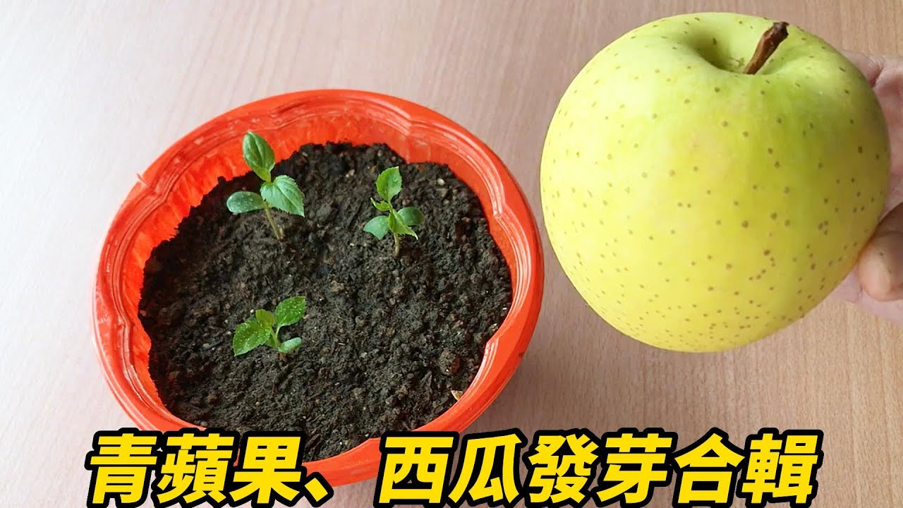 青蘋果、西瓜發芽合輯 | Green apples and watermelons sprouting compilation