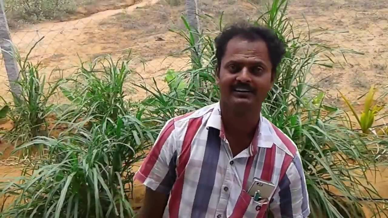Profitable Piggery farm - Pig farm in tirunelveli .