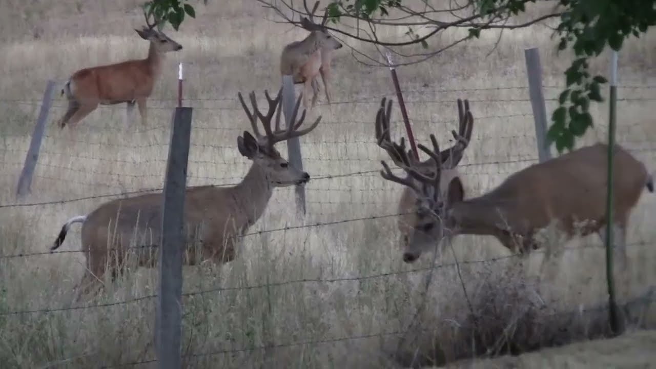 MULE DEER BUCKS ARE GETTING BIGGER IN GRANT COUNTY (Mt. Vernon), OREGON! Filmed by: Norm Rasmussen