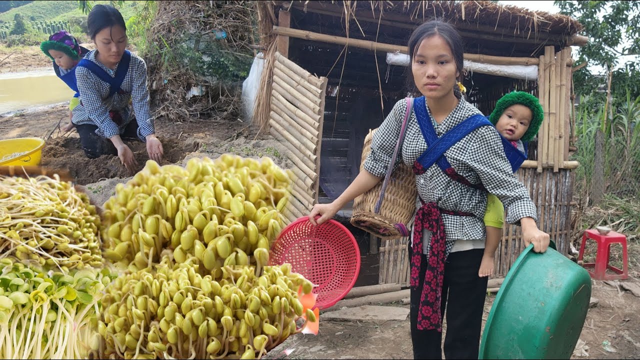 Harvesting hope: A day of harvesting bean sprouts by Sua _ selling fresh bean sprouts.