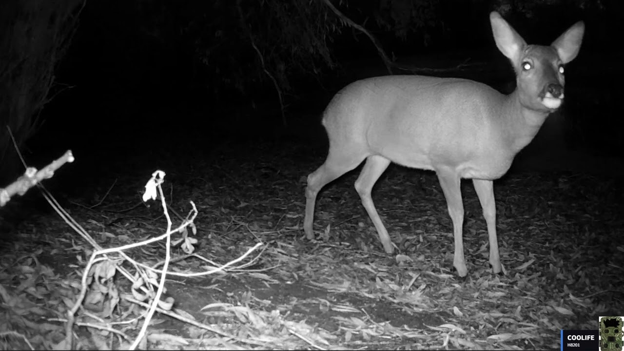 Wie viele Wildtiere zeigen sich in 6 Tagen?/Wildkamera Aufnahmen am See.