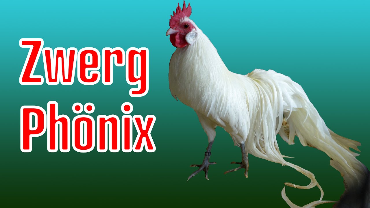Zwerg-Phönix Hühner: Fasane als Hühner, die fliegen auch mal übers Dach!
