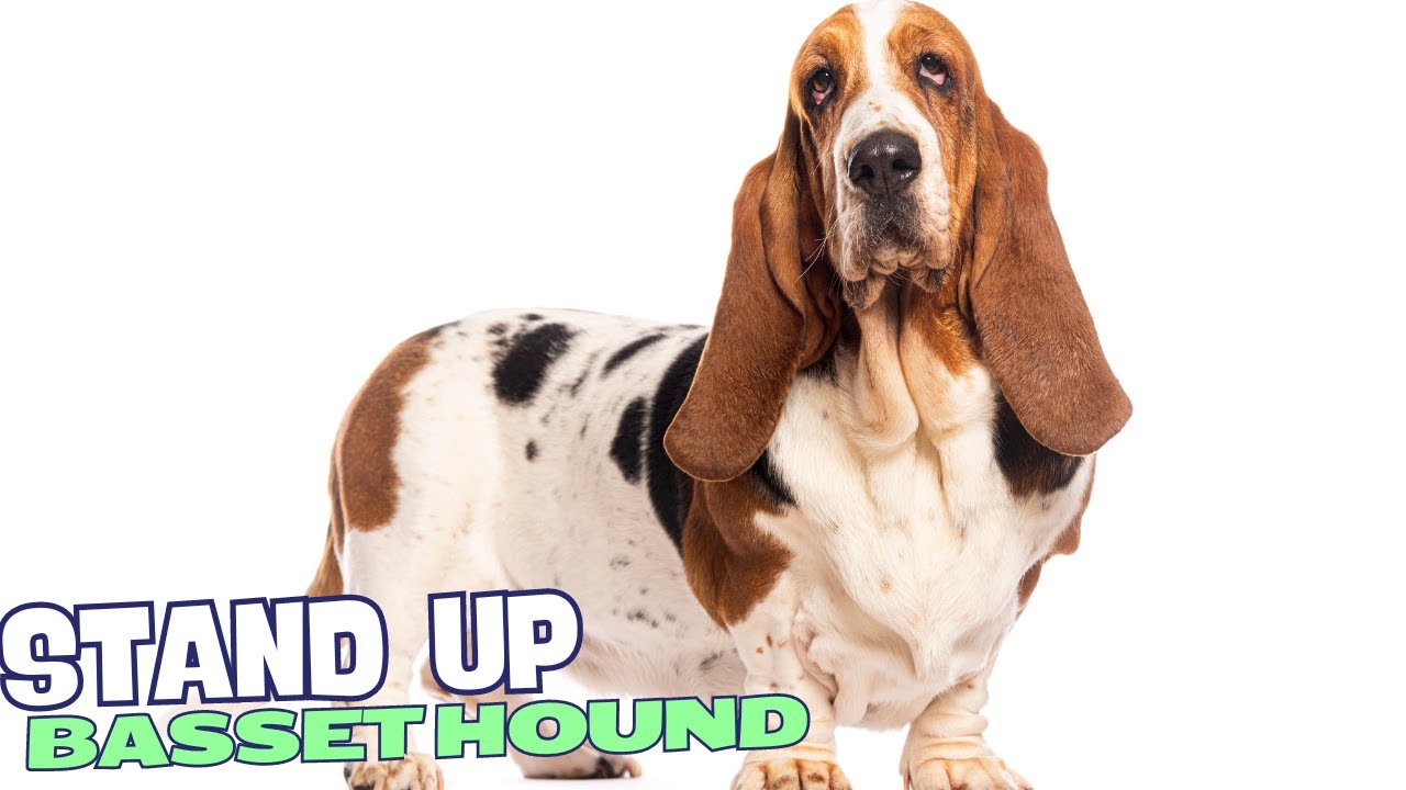 5 Things You Need to Know BEFORE Getting a Basset Hound! 🐾👂