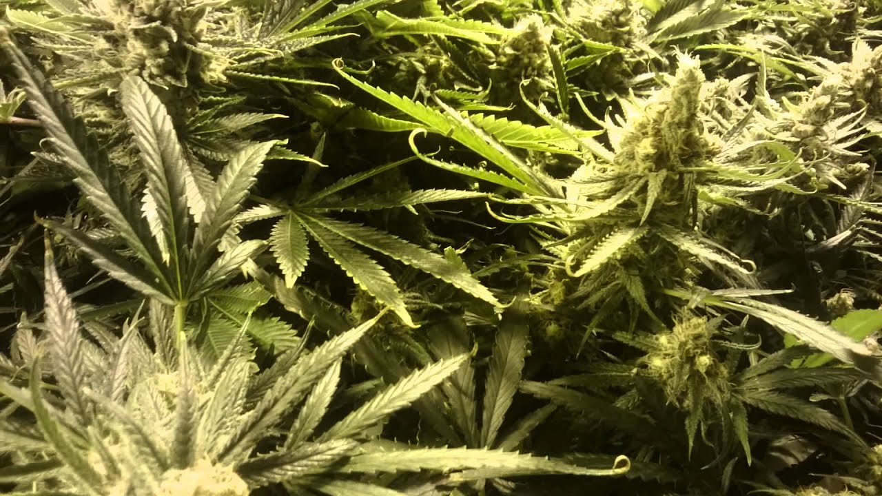 Medicine Man in Denver, CO.