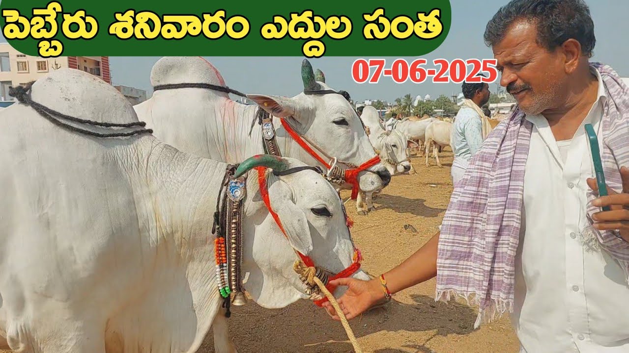 పెబ్బేరు శనివారం ఎద్దుల సంత | Pebbair Saturday Bulls market | Oxen prices | 07-06-25 