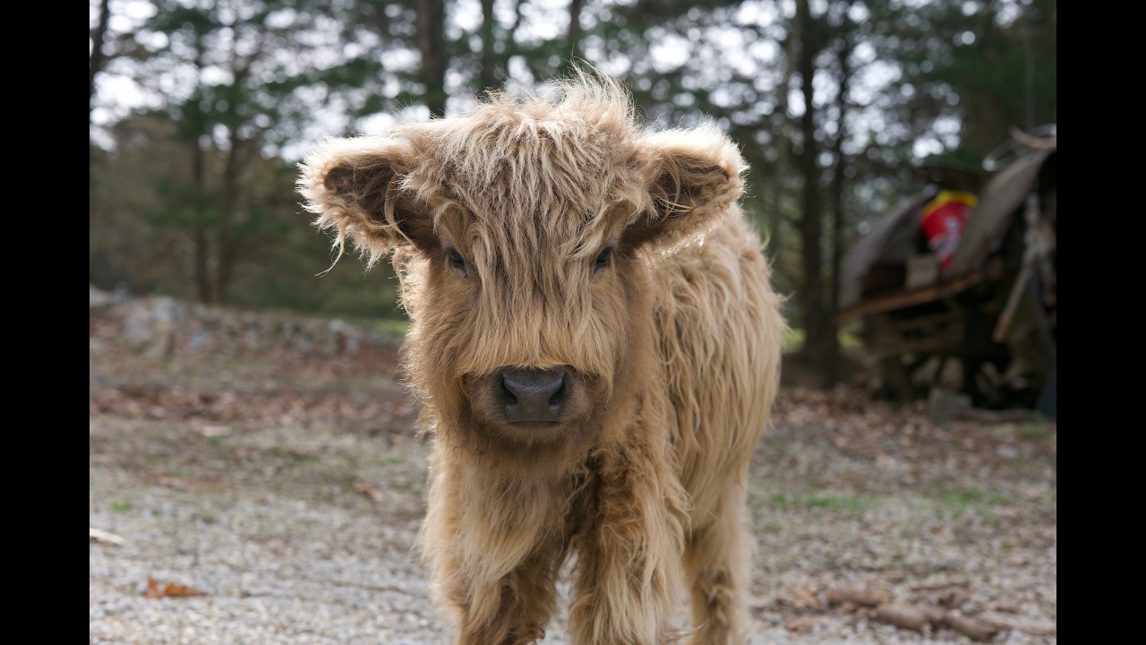 Baby Kiaya Jowl Scratches
