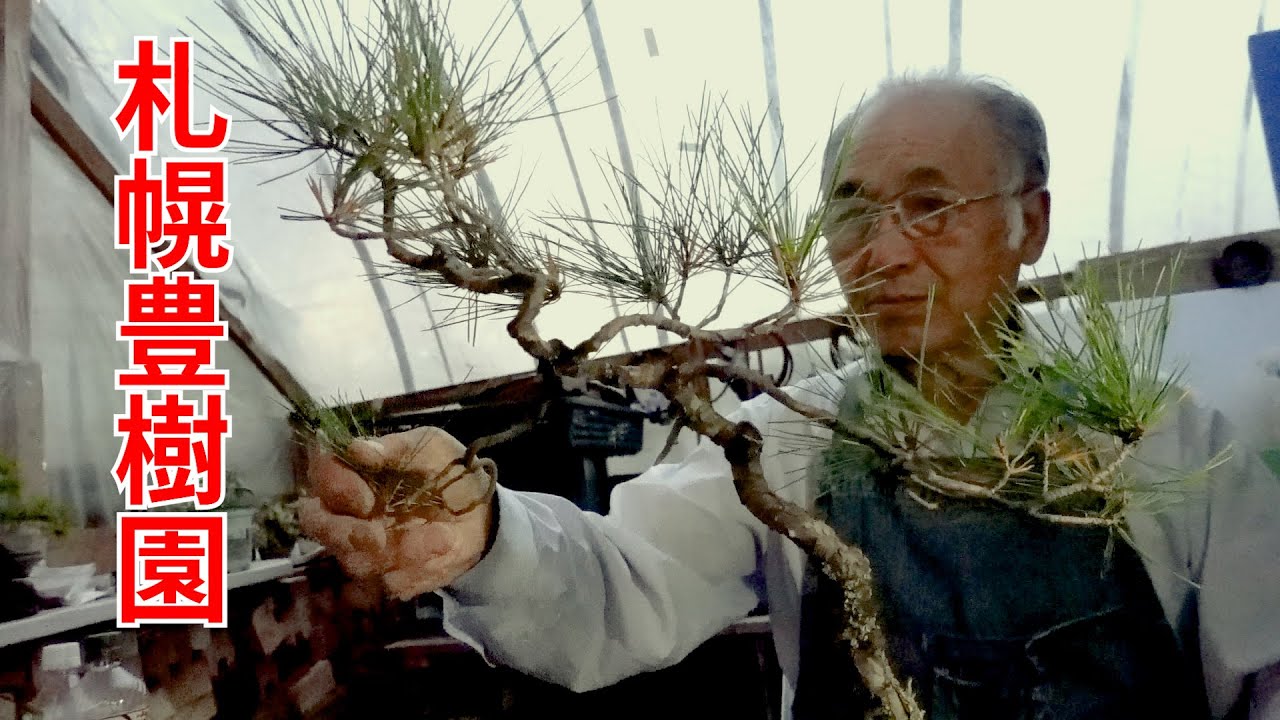 文人風赤松をジンを作ってさらに小さく