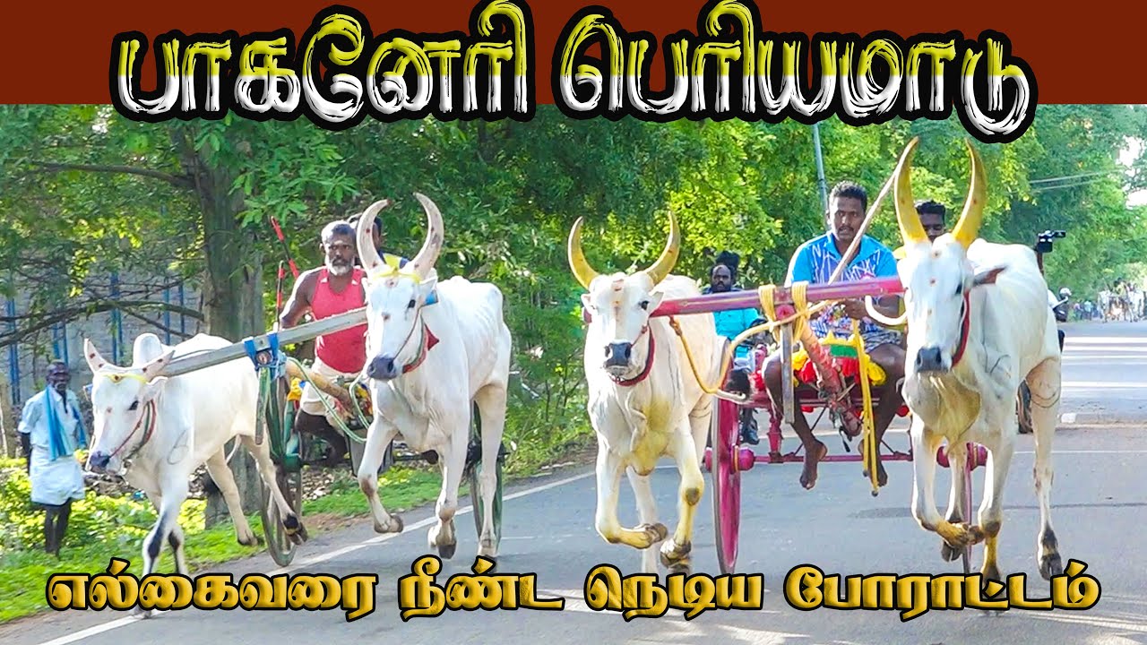 7பெரியமாடு பாகனேரி பந்தயம் 23.06.2024