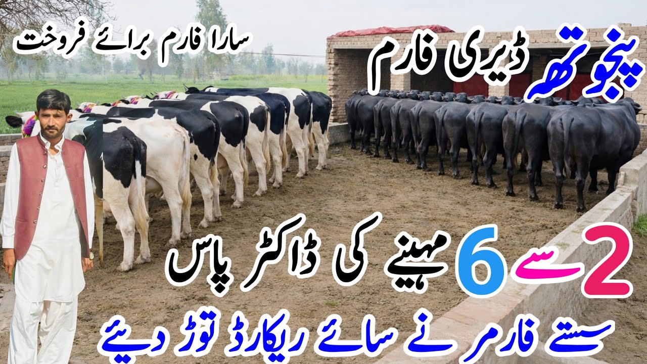  کھانگھڑ گائیں اور بھیسیں برائے فروخت | گبھن اور دودھ والی بھاری جانور | پنجاب کا بہترین ڈیری فارم