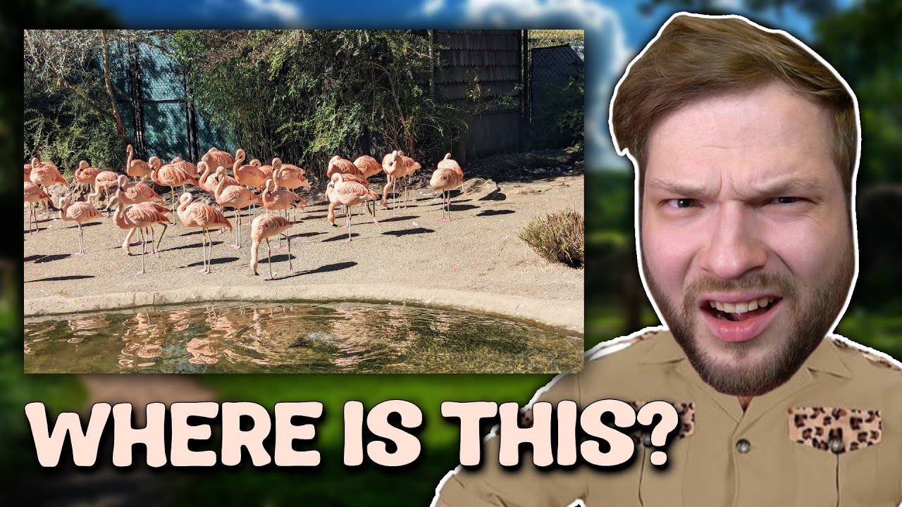 Where was this FLAMINGO PHOTO taken?