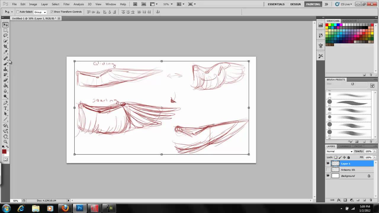 Art of Wings - Part I  The Anatomy of Bird Wings: Kyria Dori