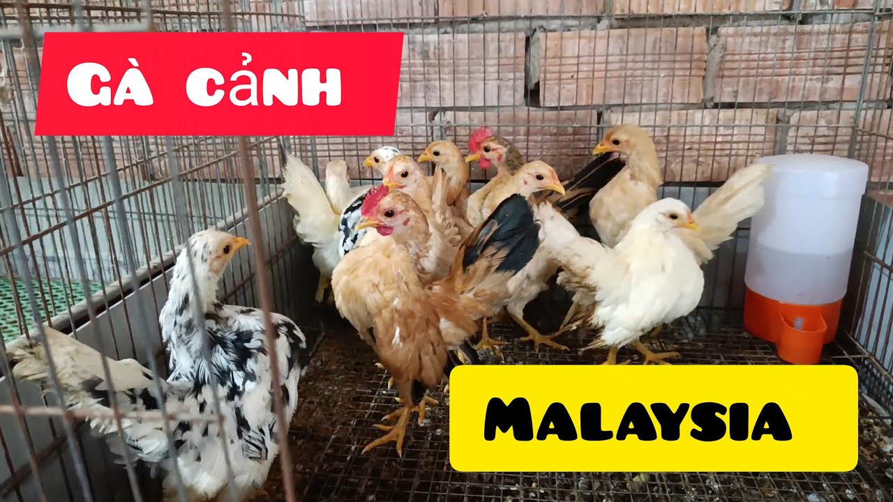 Gà Serama đẹp nhiều màu sắc ngày 23/02| Trại gà Serama Cần Thơ.