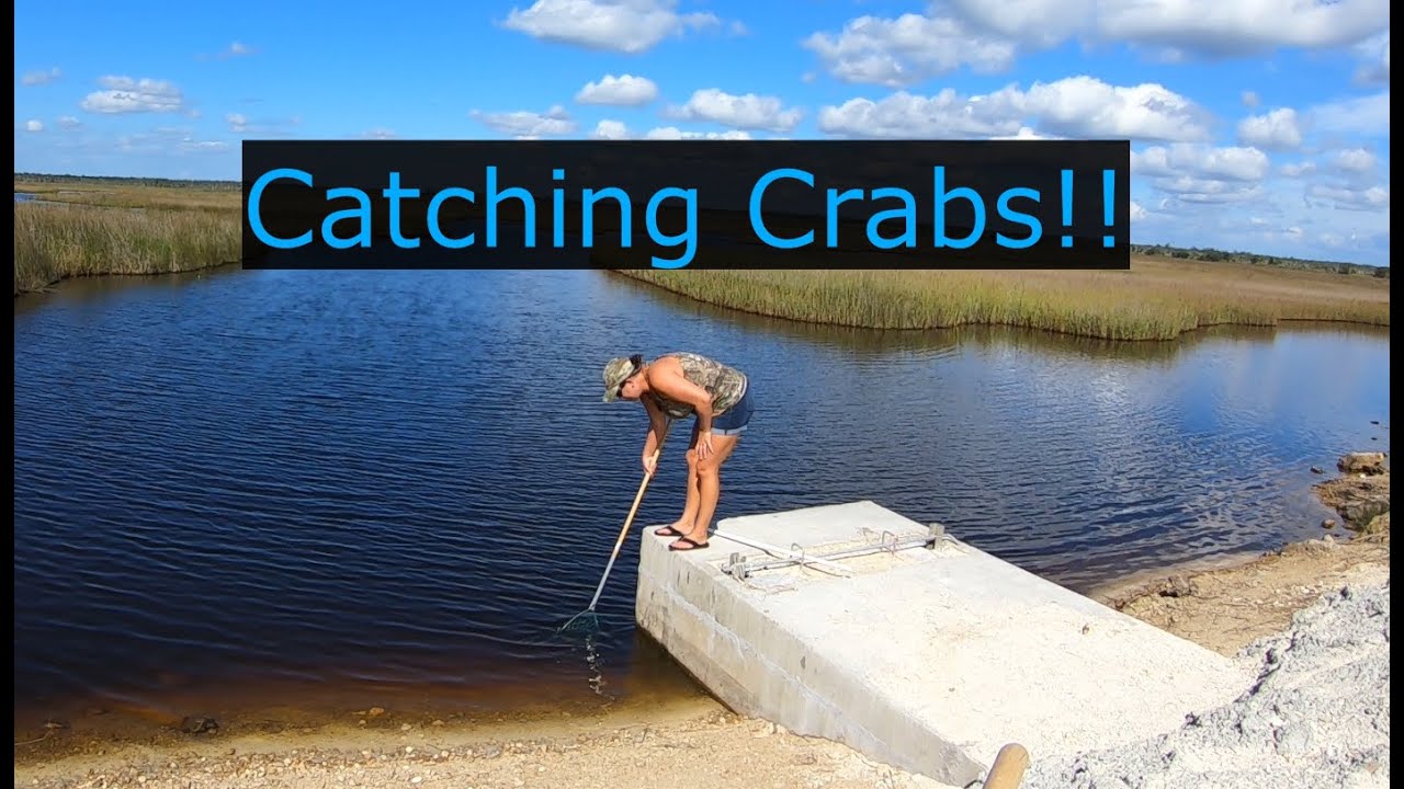 Catching blue crabs by dip net and hand line. Catch and Cook!