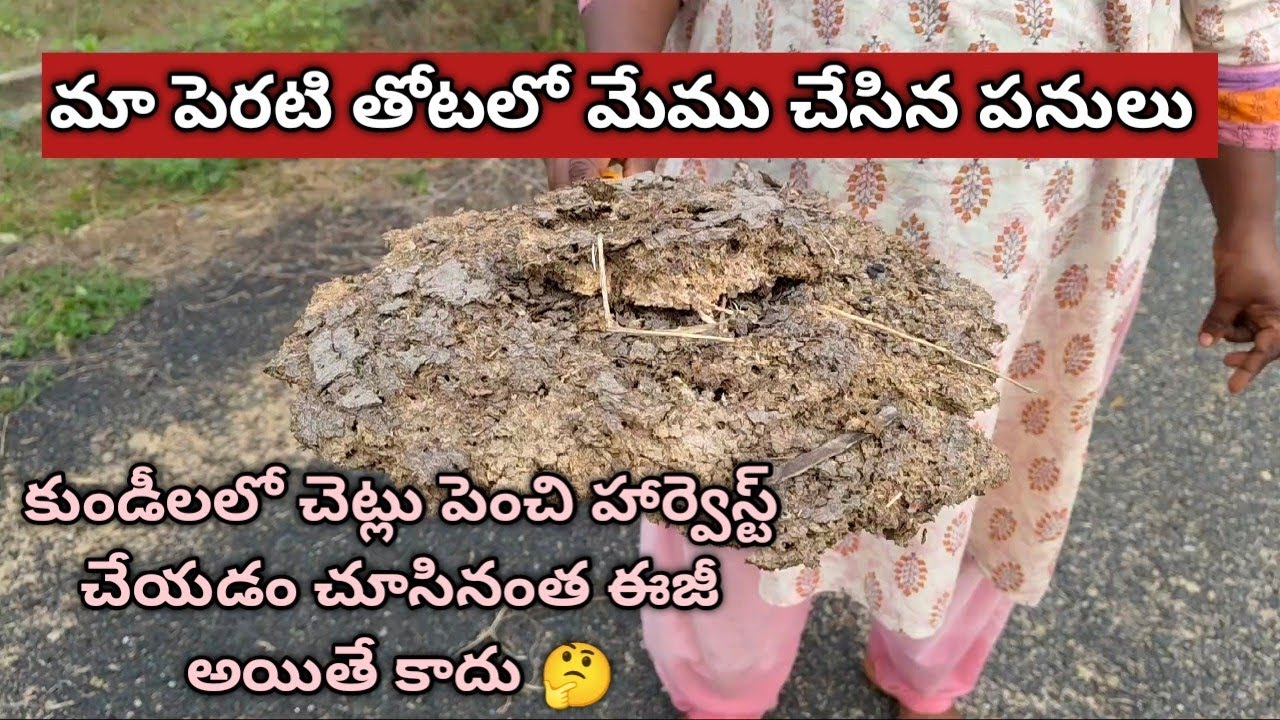 పెరటి తోటలో మేము చేసిన పనులు ఇవే /కుండీలో చెట్లు పెంచి హార్వెస్ట్ చేయడం చూసి నంత అంత ఈజీ అయితే కాదు 