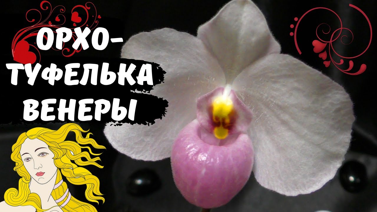 Нежнейший из башмачков. Paphiopedilum delenatii