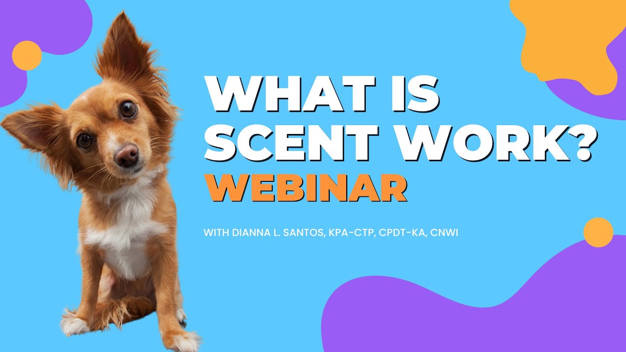 What is Scent Work? Learn Why You Should Play This Game with Your Dog
