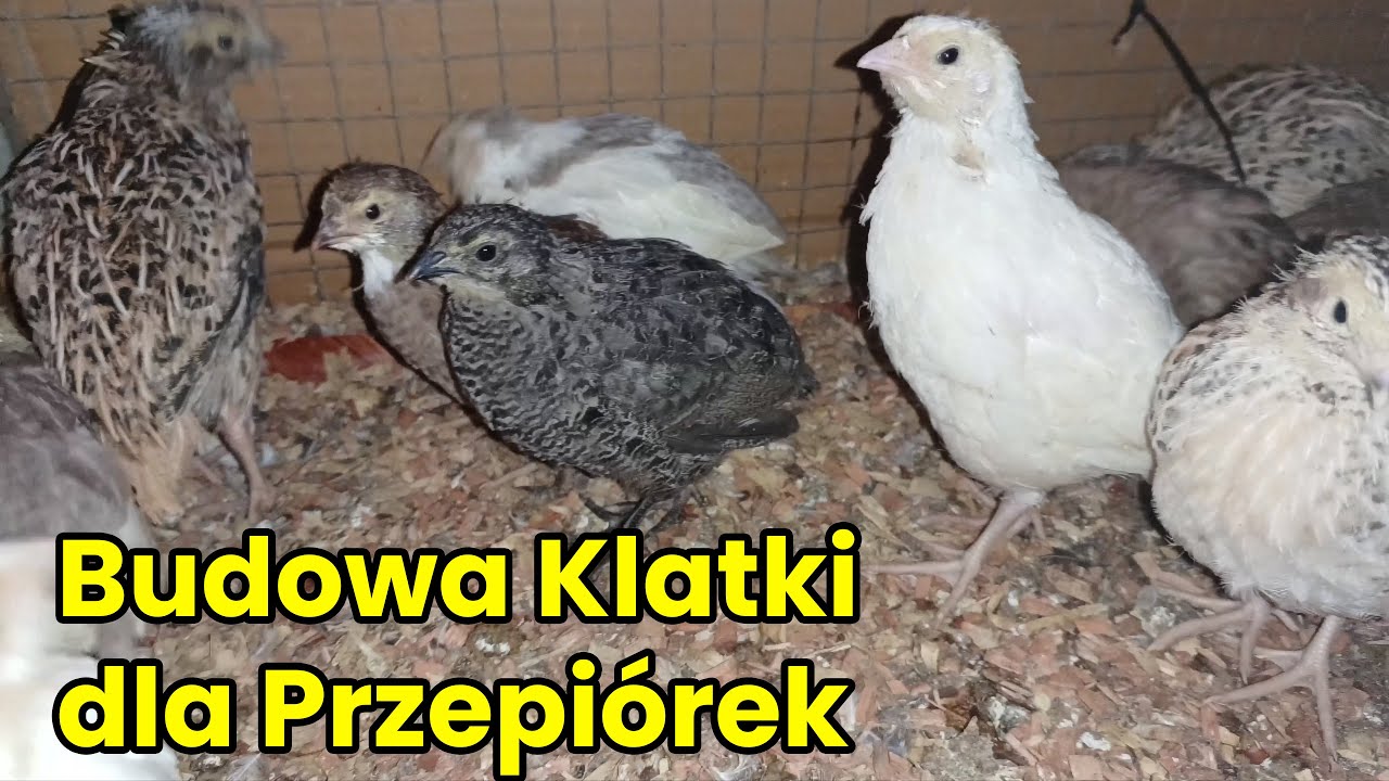 Klatka dla przepiórek japońskich - czy wszystko robię dobrze?