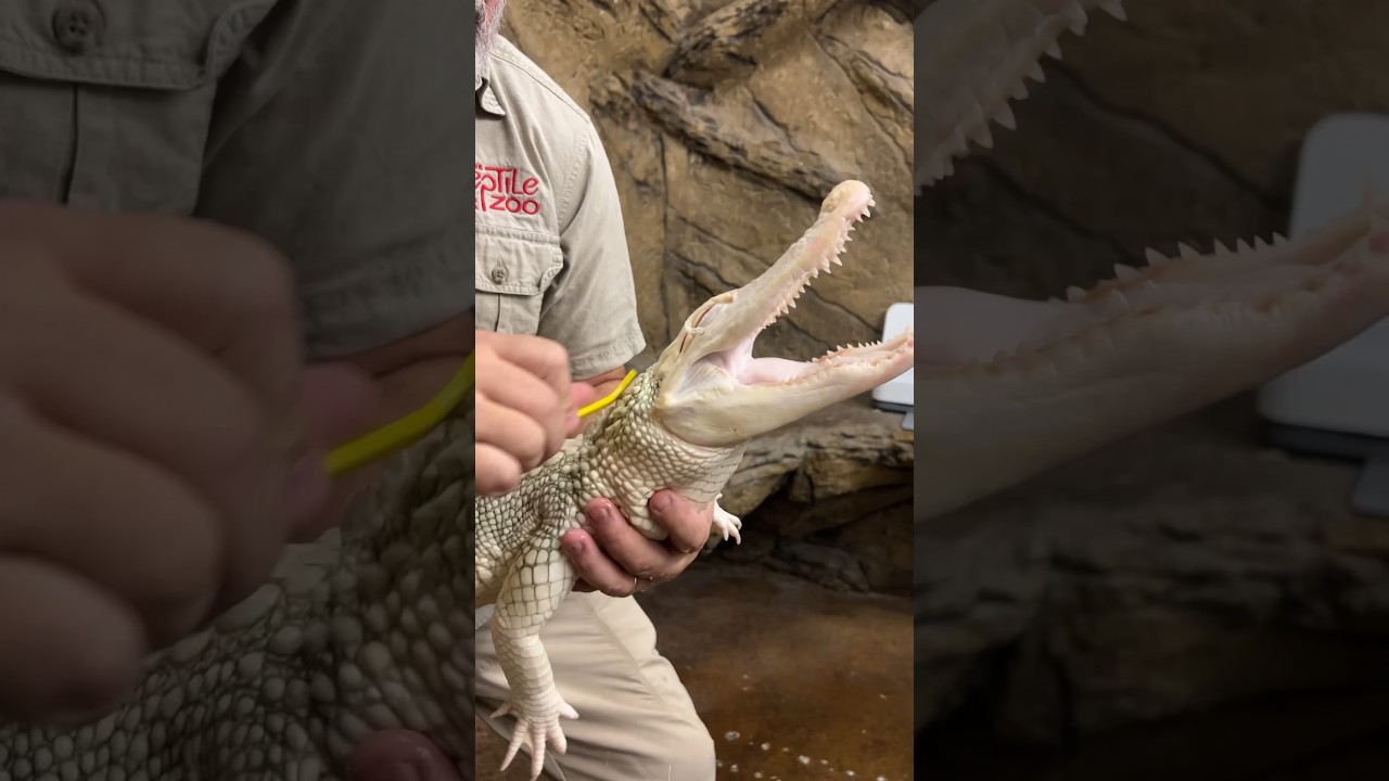 Coconut Loves Her Back Scratches😂🐊 #albino #gator #cute #moments #awesome #shorts