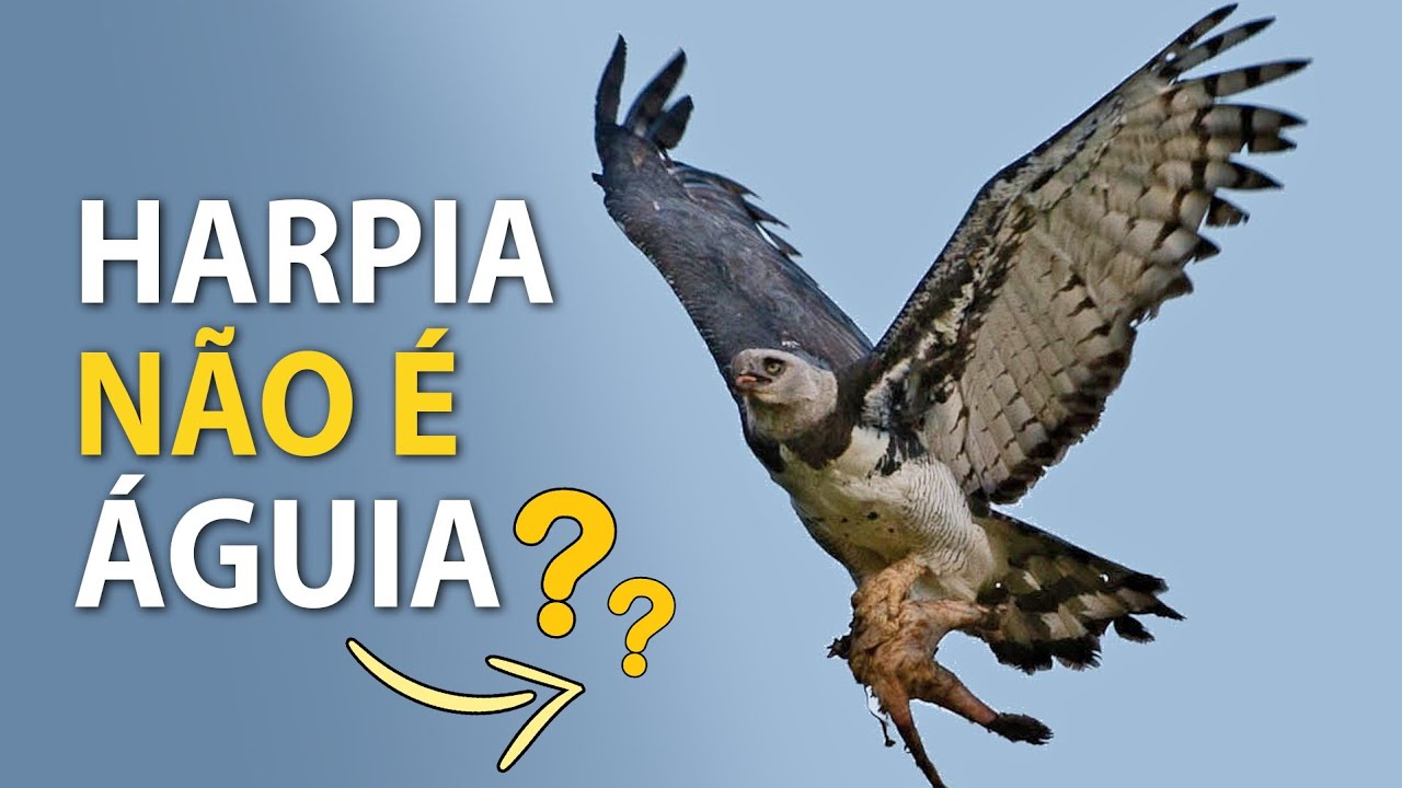 HARPIA é uma ÁGUIA ou GAVIÃO? | Gavião-real, uma águia brasileira!