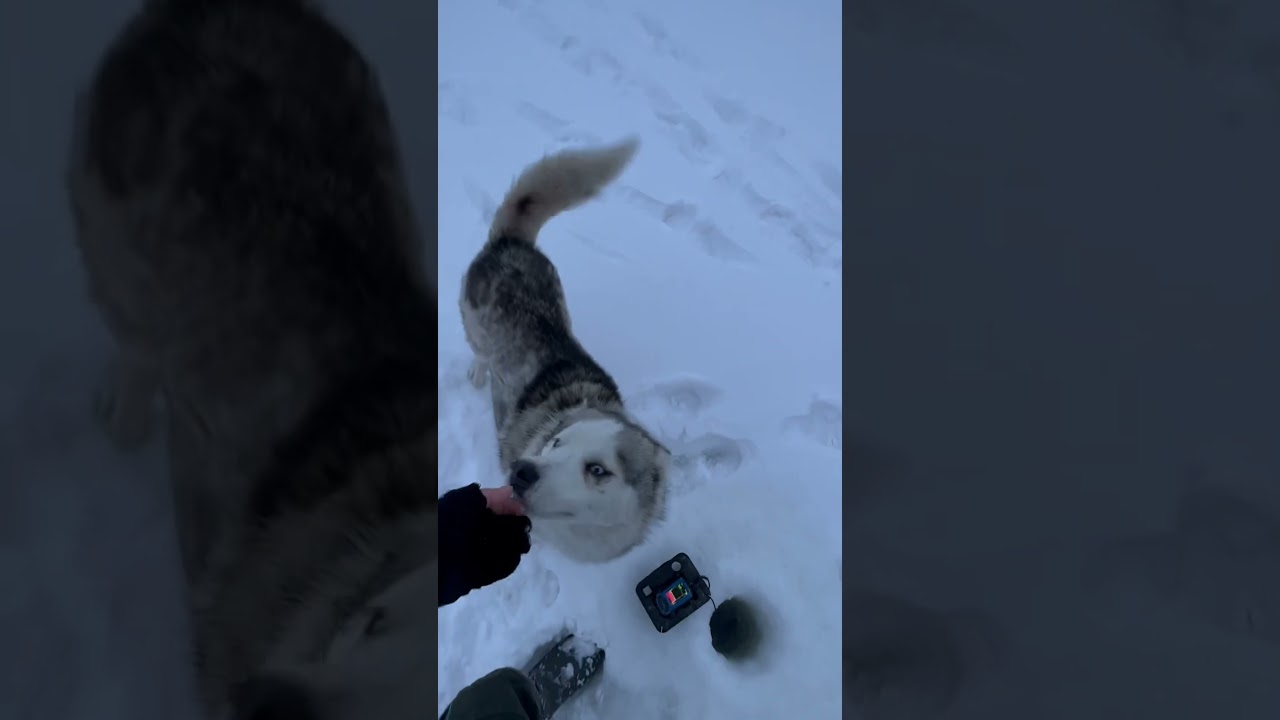 Winter fishing, husky 