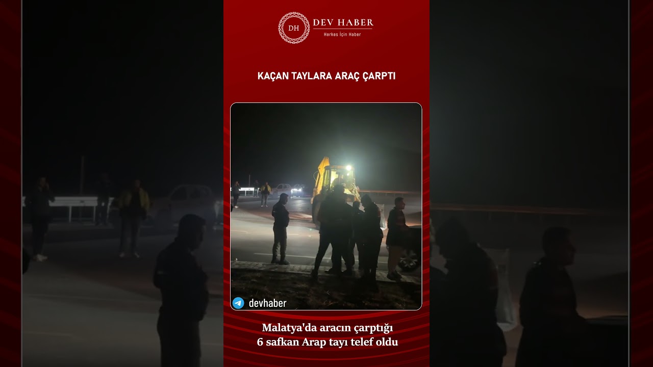 Malatya'da aracın çarptığı 6 safkan Arap tayı telef oldu