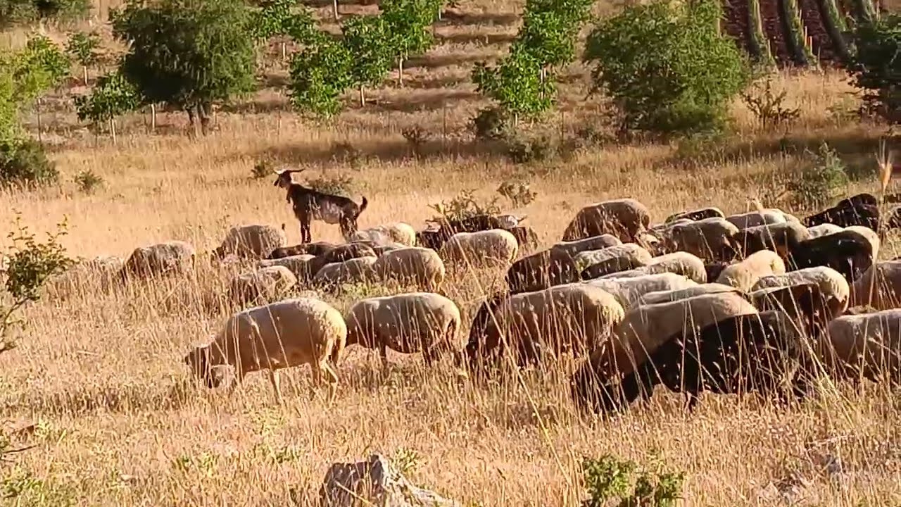 Γιδοπρόβατα 503 #κτηνοτροφία #goatsandsheeps #sheepgrazing #πρόβατα #κτηνοτροφία