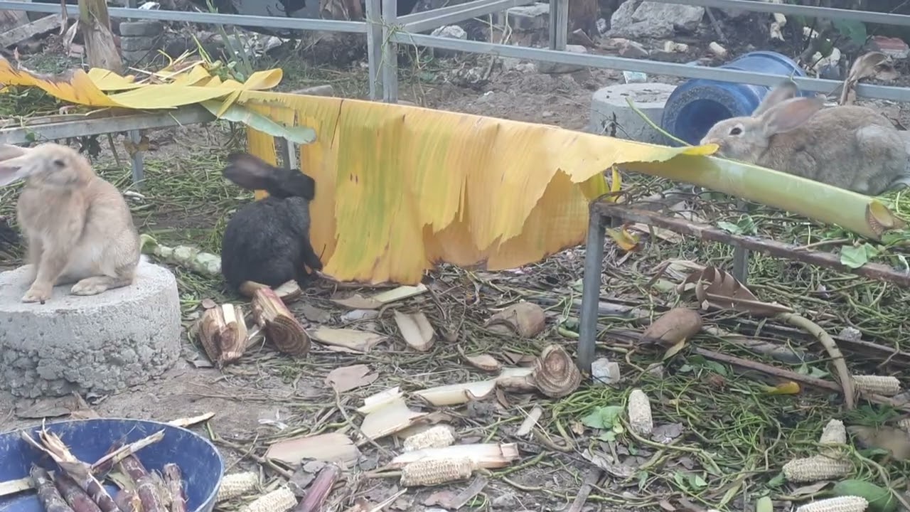 Thỏ sạch ăn chiều....