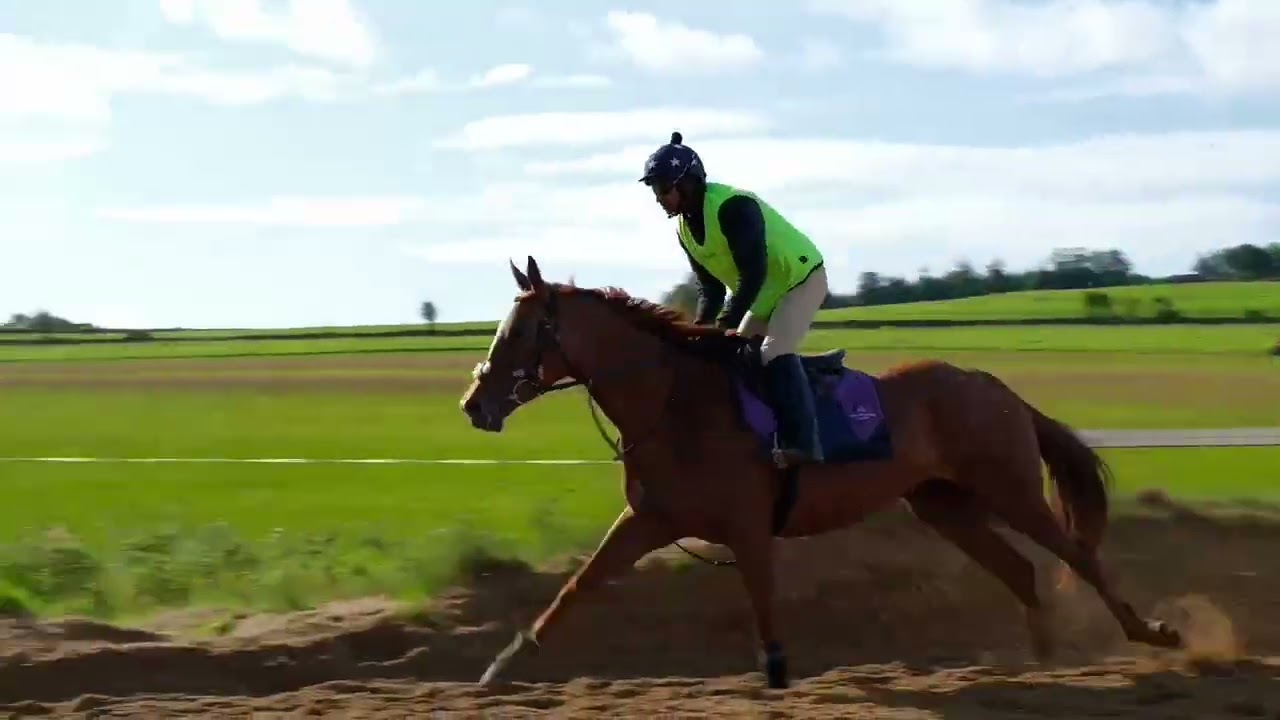 Pimlico Racing's Dschingis Dragon at Henry de Bromhead's yard, September 2025