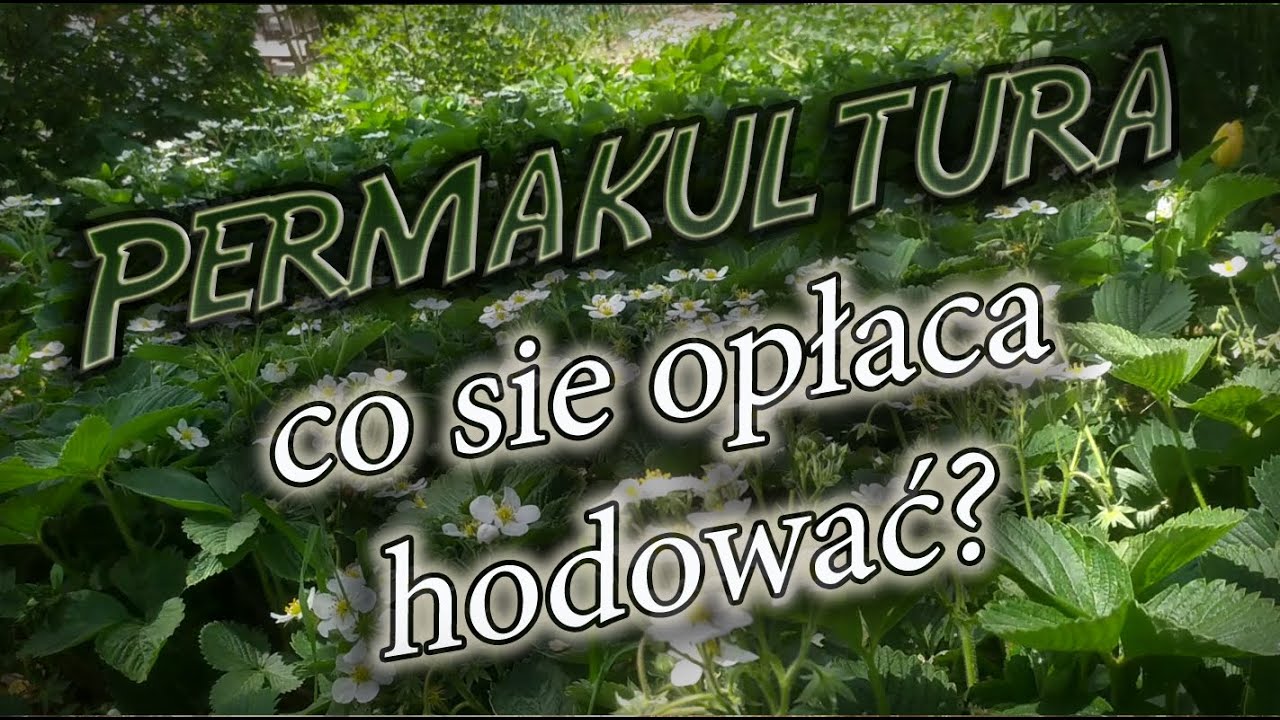 Permakultura - co się opłaca hodować.