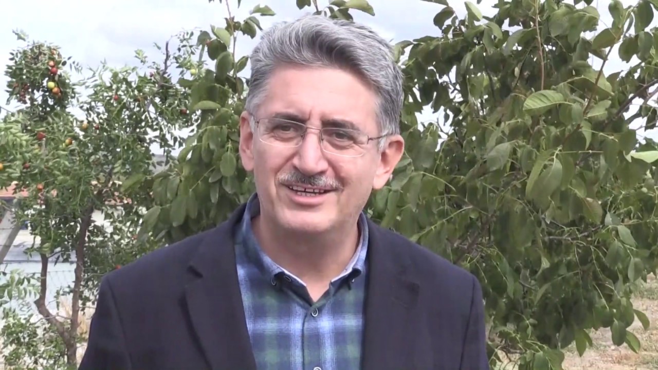 Meyve bahçesinde karın tokluğuna çalışan kaz ve koyunlar