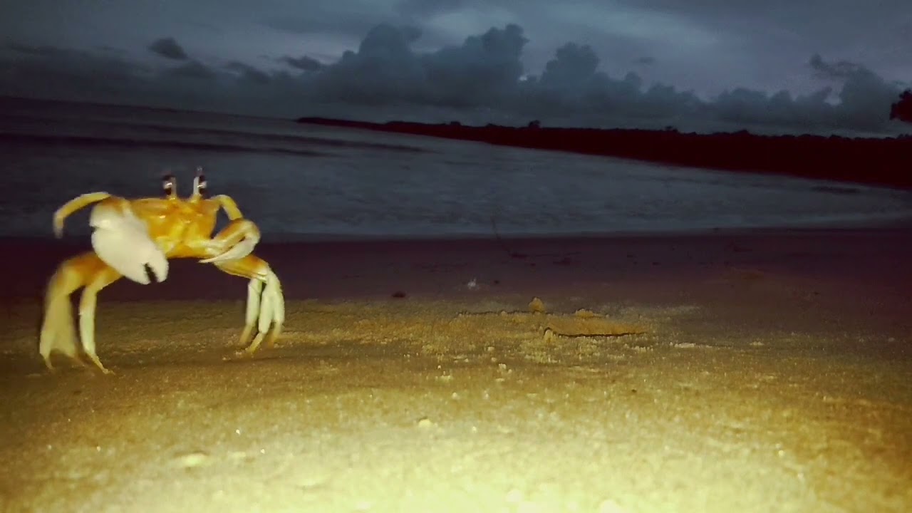 DANCING CRAB