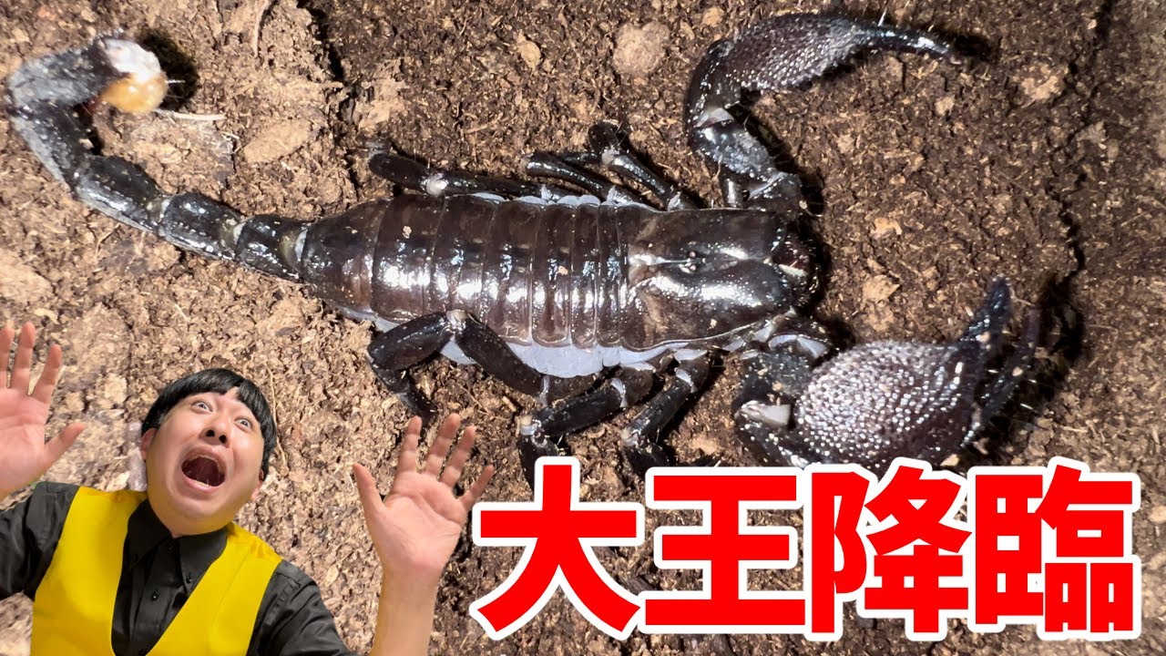 念願の巨大サソリがきたああああああ