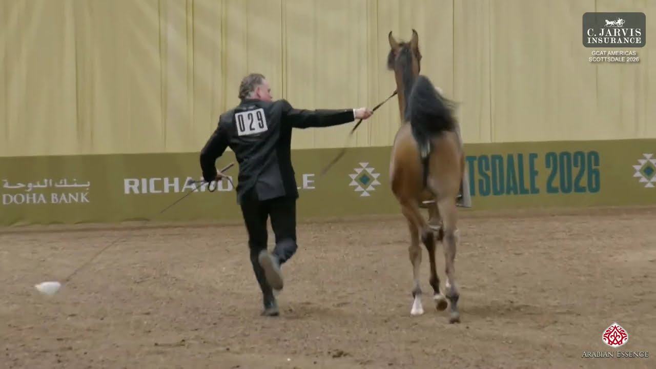 GCAT Americas Scottsdale 2026   Class   Yearling Fillies Championship